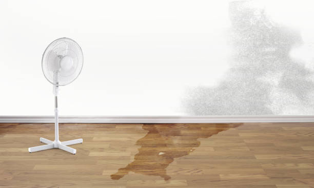 Best Professional water damage repair  in Hermantown, MN